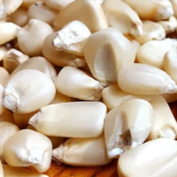   Maize 