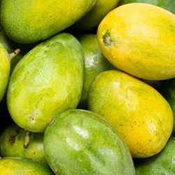  Mango 